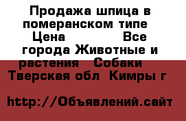 Продажа шпица в померанском типе › Цена ­ 20 000 - Все города Животные и растения » Собаки   . Тверская обл.,Кимры г.